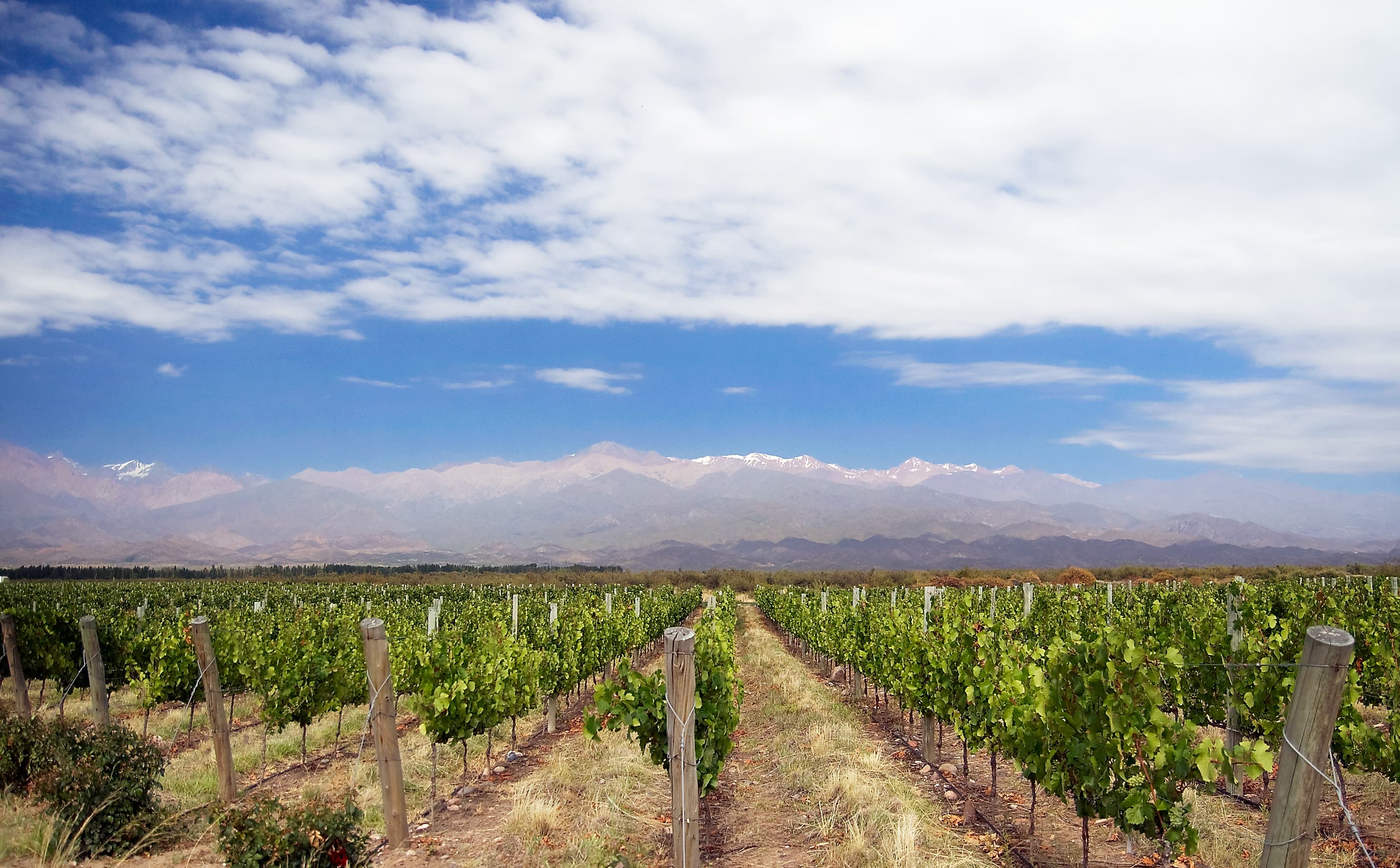 Fileiras de vinhedos de Mendoza diante da Cordilheira dos Andes