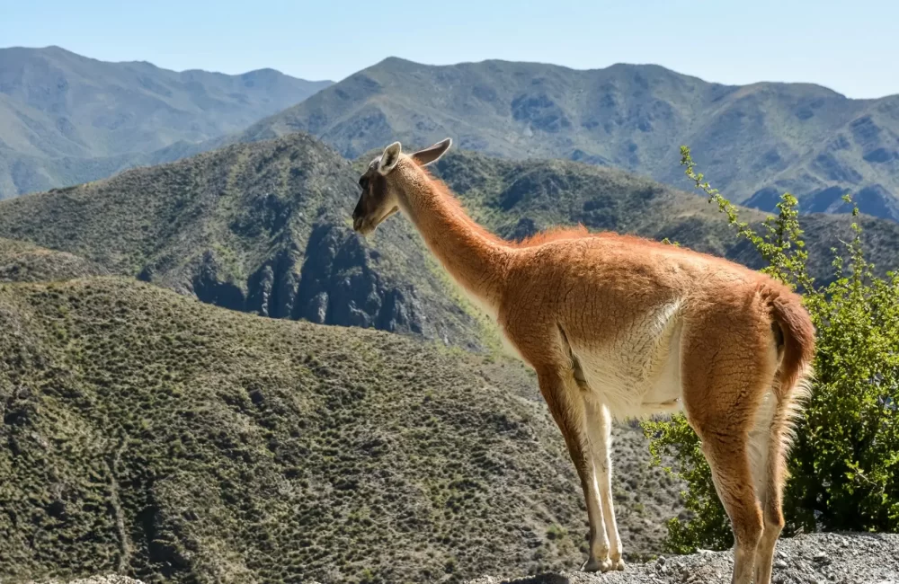 Paisagem de Patagônia · Sete Lagos