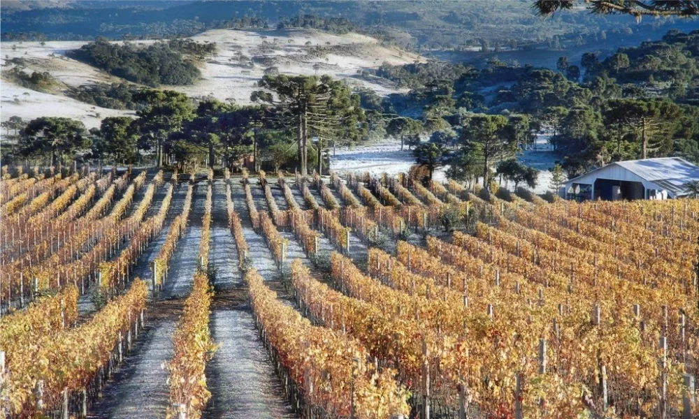 Paisagem de Caminho dos Vinhos de Altitude